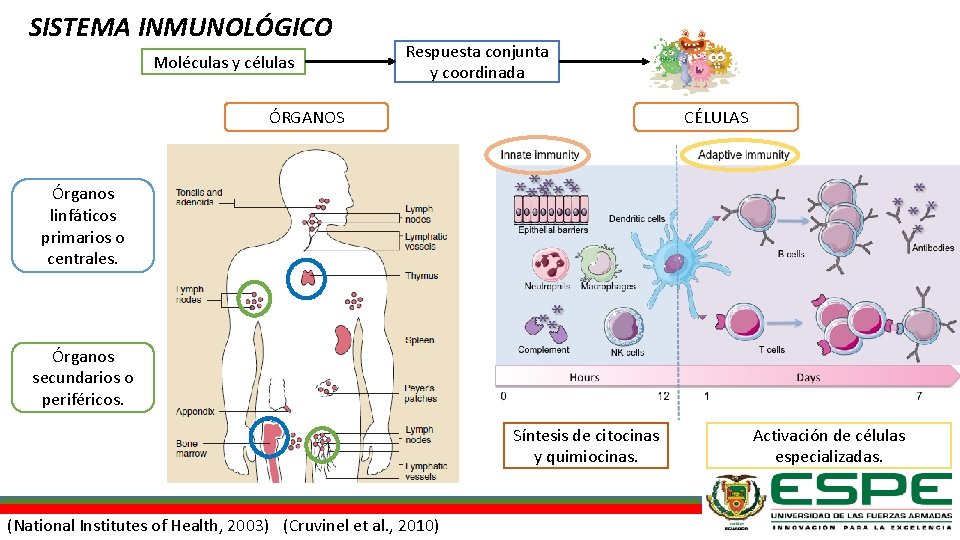 SISTEMA INMUNOLÓGICO Moléculas y células Respuesta conjunta y coordinada ÓRGANOS CÉLULAS Órganos linfáticos primarios