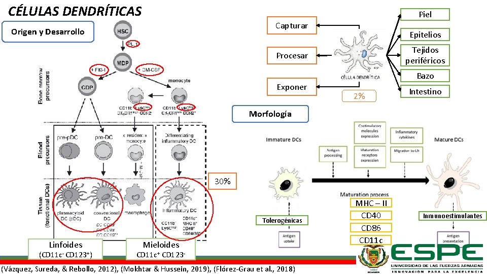 CÉLULAS DENDRÍTICAS Piel Capturar Origen y Desarrollo Epitelios Tejidos periféricos Procesar Exponer Bazo 2%