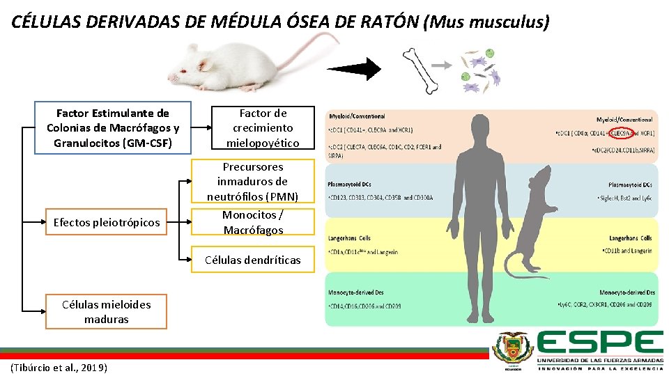 CÉLULAS DERIVADAS DE MÉDULA ÓSEA DE RATÓN (Mus musculus) Factor Estimulante de Colonias de