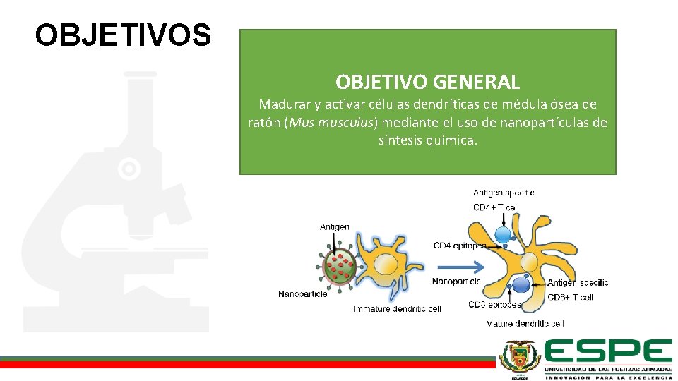 OBJETIVOS OBJETIVO GENERAL Madurar y activar células dendríticas de médula ósea de ratón (Mus