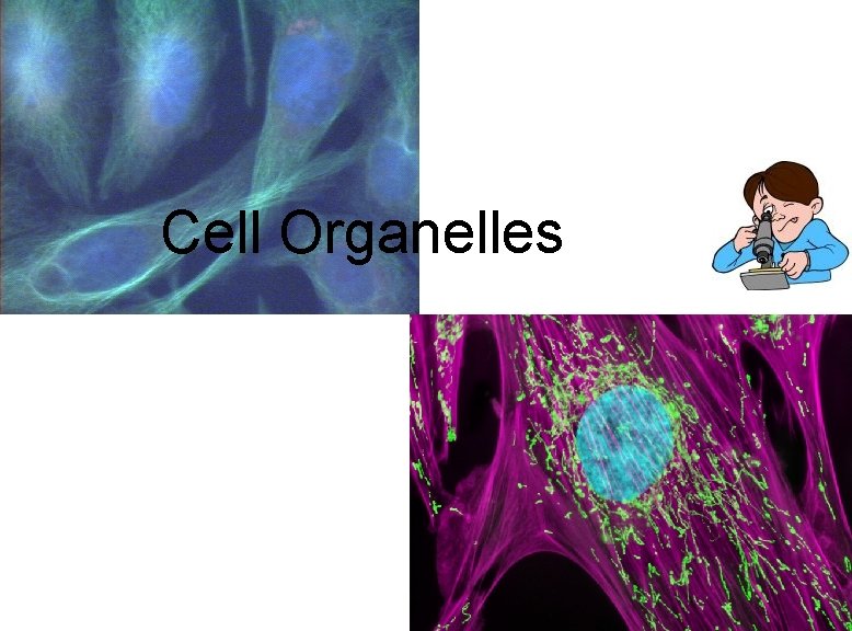 Cell Organelles 