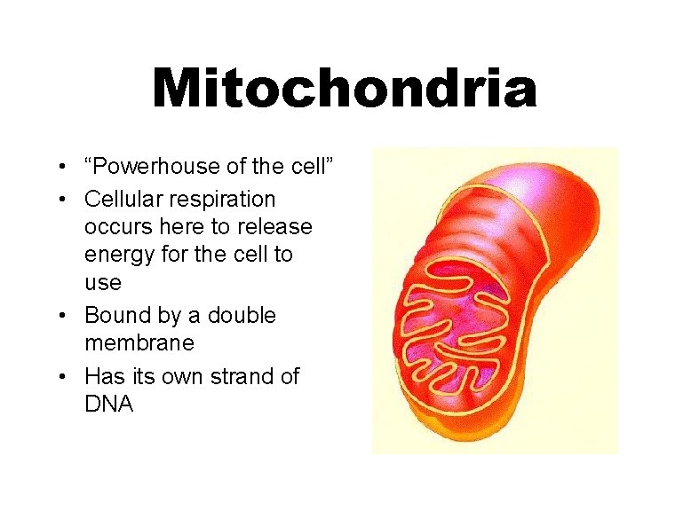 Mitochondria • “Powerhouse of the cell” • Cellular respiration occurs here to release energy