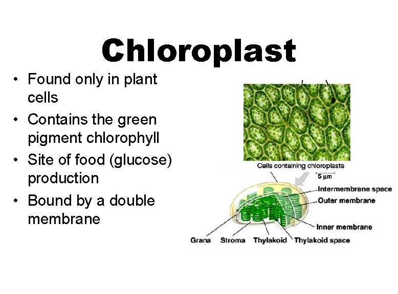 Chloroplast • Found only in plant cells • Contains the green pigment chlorophyll •