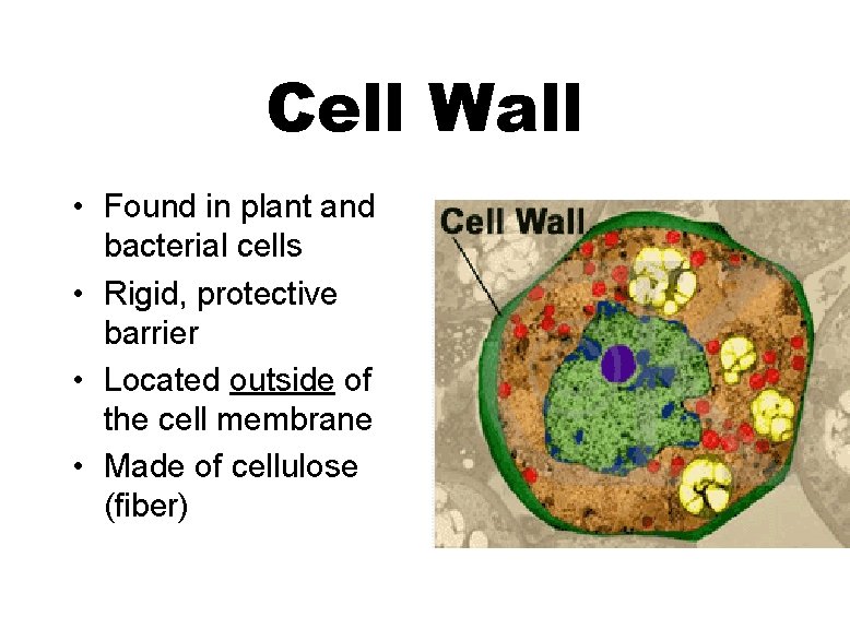 Cell Wall • Found in plant and bacterial cells • Rigid, protective barrier •