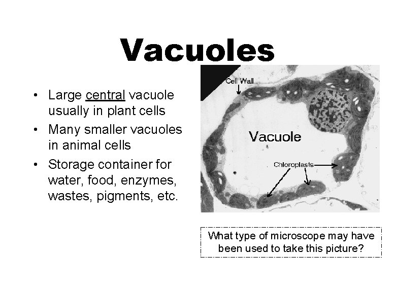 Vacuoles • Large central vacuole usually in plant cells • Many smaller vacuoles in