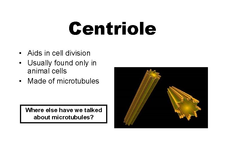 Centriole • Aids in cell division • Usually found only in animal cells •