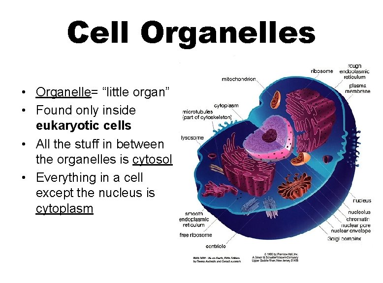 Cell Organelles • Organelle= “little organ” • Found only inside eukaryotic cells • All