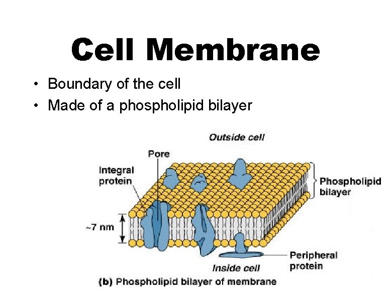 Cell Membrane • Boundary of the cell • Made of a phospholipid bilayer 