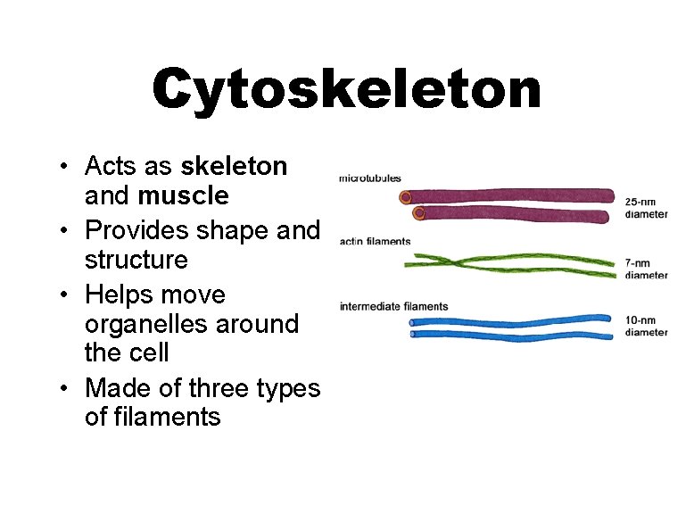 Cytoskeleton • Acts as skeleton and muscle • Provides shape and structure • Helps