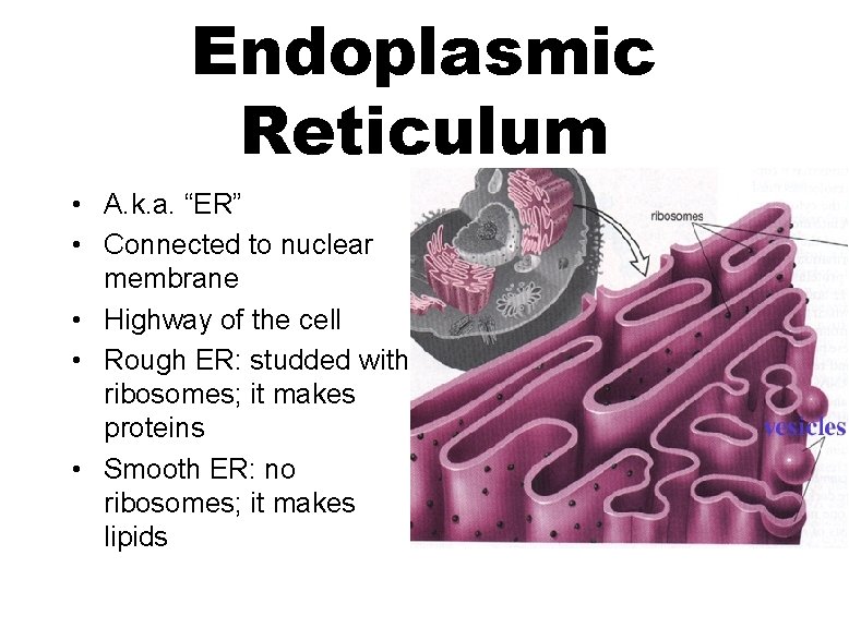 Endoplasmic Reticulum • A. k. a. “ER” • Connected to nuclear membrane • Highway
