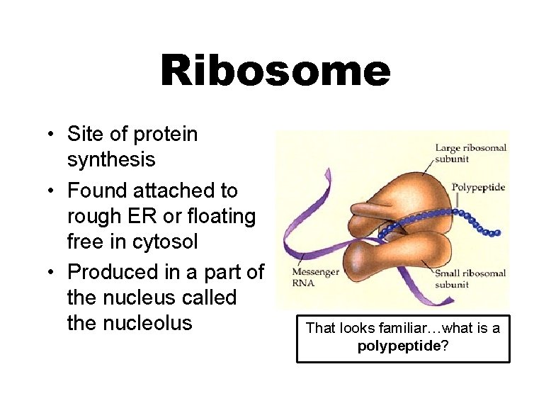 Ribosome • Site of protein synthesis • Found attached to rough ER or floating