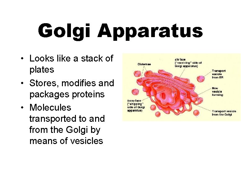 Golgi Apparatus • Looks like a stack of plates • Stores, modifies and packages