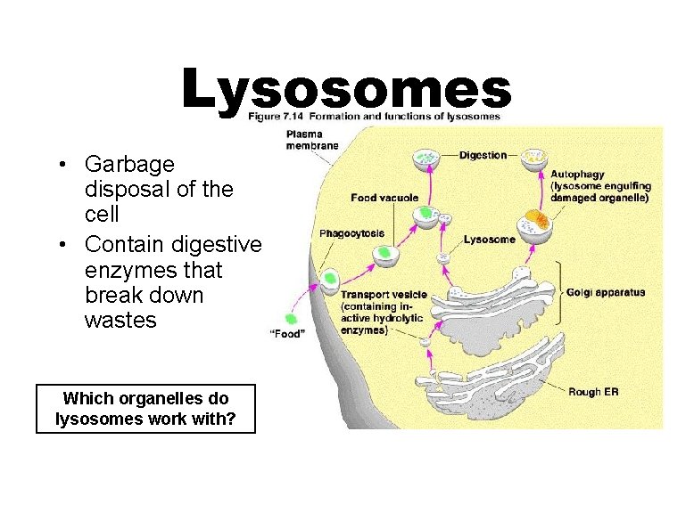 Lysosomes • Garbage disposal of the cell • Contain digestive enzymes that break down