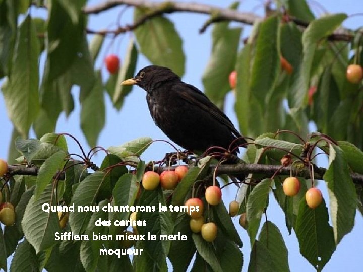 Quand nous chanterons le temps des cerises Sifflera bien mieux le merle moqueur 