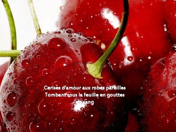 Cerises d'amour aux robes pareilles Tombant sous la feuille en gouttes de sang 