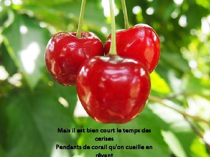 Mais il est bien court le temps des cerises Pendants de corail qu'on cueille