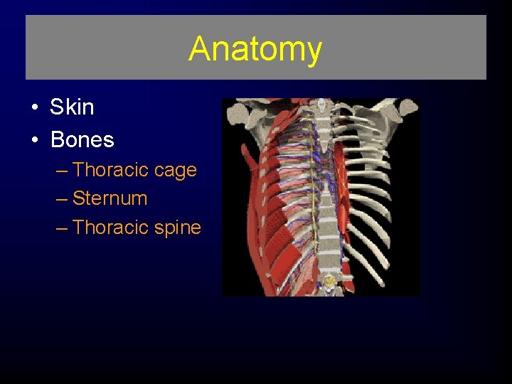 Anatomy • Skin • Bones – Thoracic cage – Sternum – Thoracic spine 