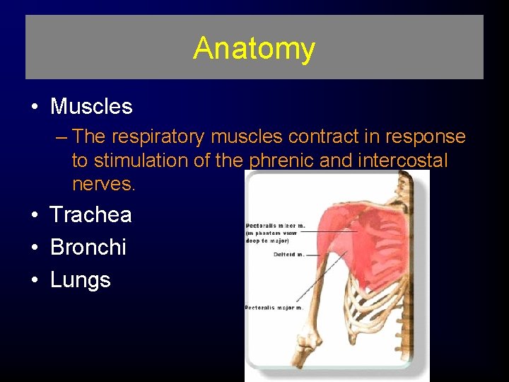 Anatomy • Muscles – The respiratory muscles contract in response to stimulation of the