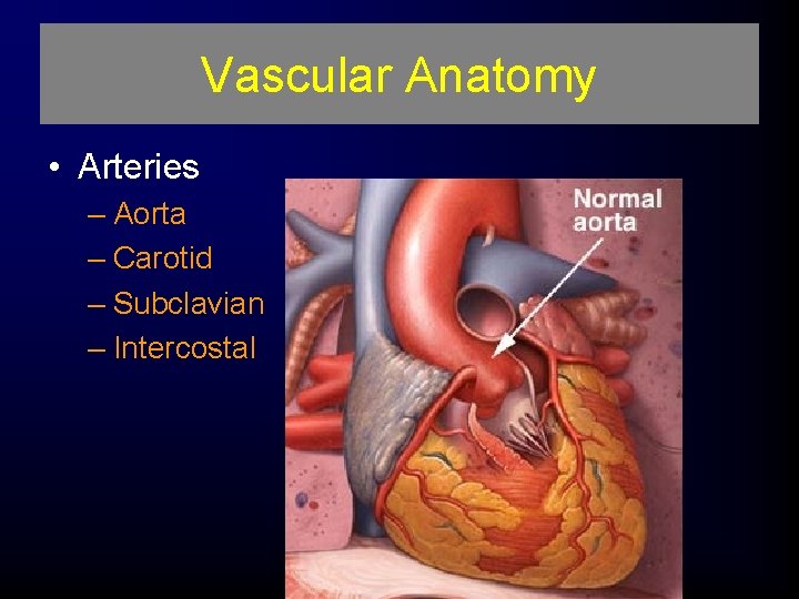 Vascular Anatomy • Arteries – Aorta – Carotid – Subclavian – Intercostal 