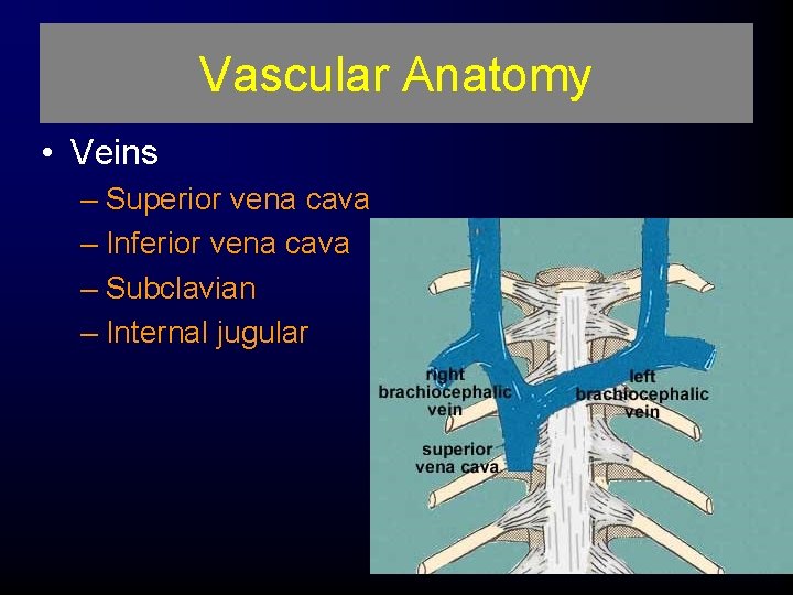 Vascular Anatomy • Veins – Superior vena cava – Inferior vena cava – Subclavian