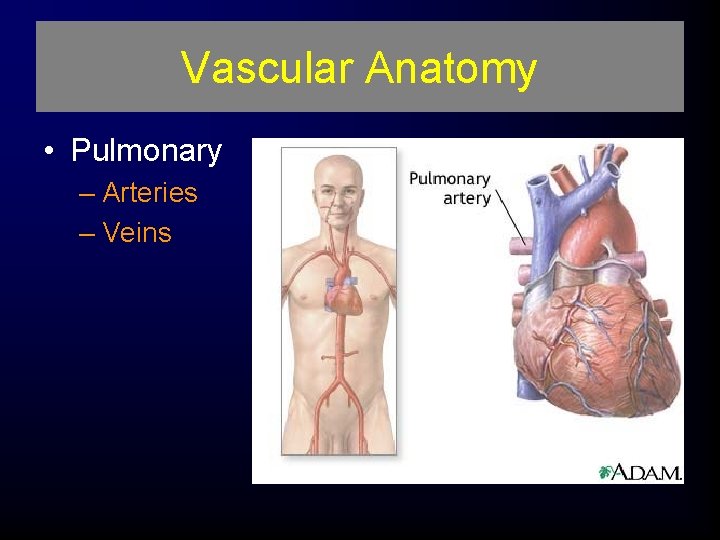 Vascular Anatomy • Pulmonary – Arteries – Veins 