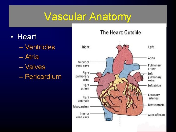 Vascular Anatomy • Heart – Ventricles – Atria – Valves – Pericardium 