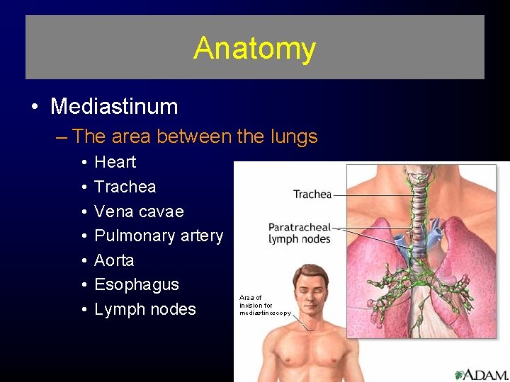 Anatomy • Mediastinum – The area between the lungs • • Heart Trachea Vena