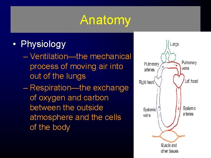 Anatomy • Physiology – Ventilation—the mechanical process of moving air into out of the