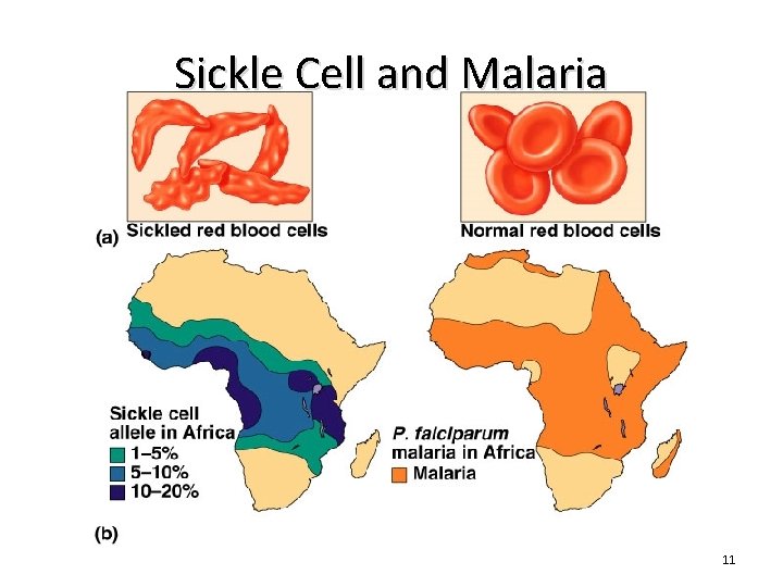 Sickle Cell and Malaria 11 