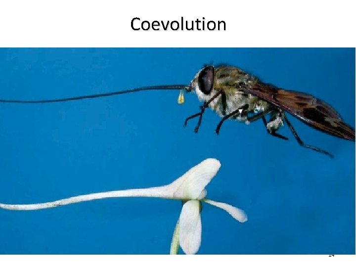 Coevolution 14 