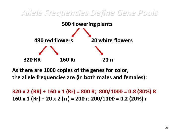 Allele Frequencies Define Gene Pools 500 flowering plants 480 red flowers 320 RR 160