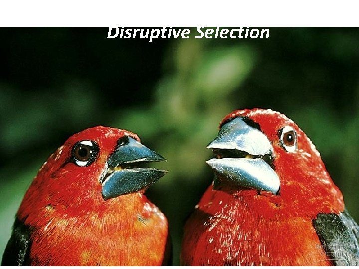 Disruptive Selection 4 