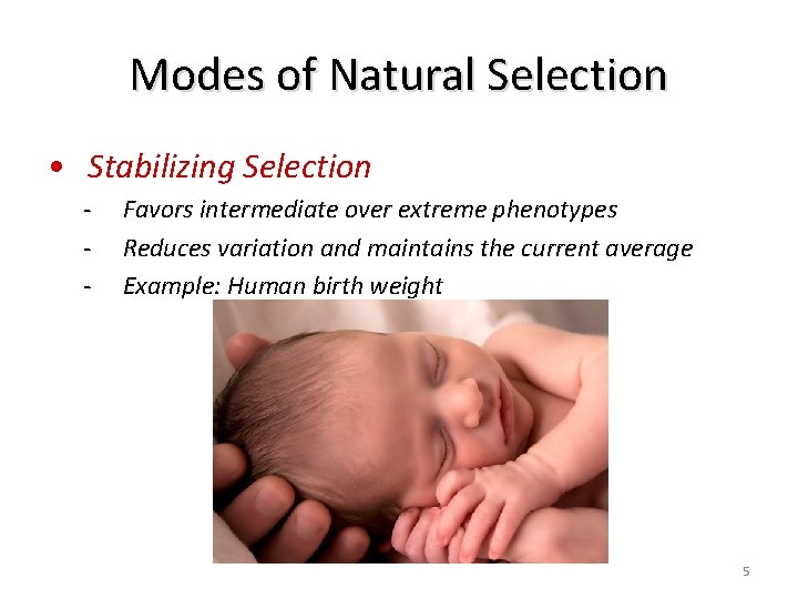 Modes of Natural Selection • Stabilizing Selection - Favors intermediate over extreme phenotypes Reduces