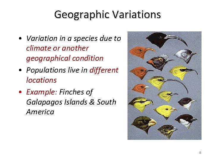 Geographic Variations • Variation in a species due to climate or another geographical condition