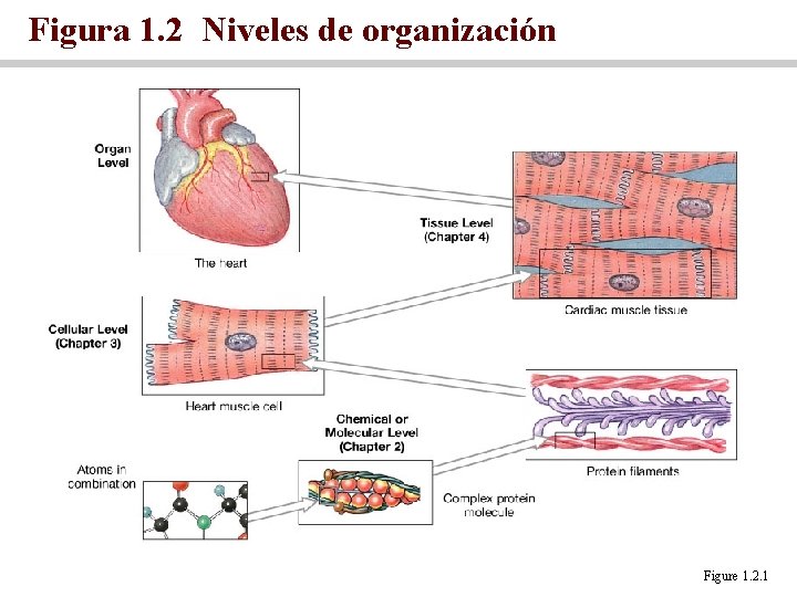 Figura 1. 2 Niveles de organización Figure 1. 2. 1 