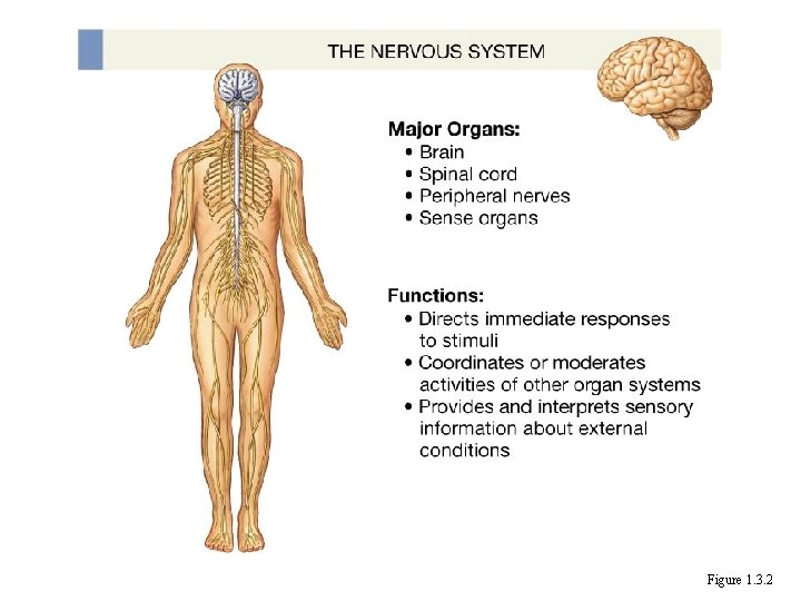 Figure 1. 3. 2 