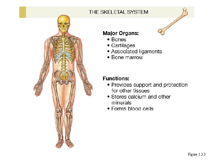 Figure 1. 3. 3 