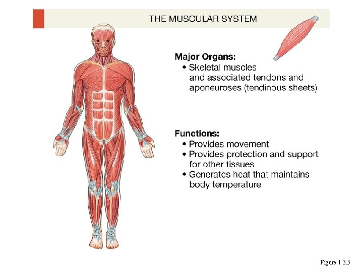 Figure 1. 3. 5 