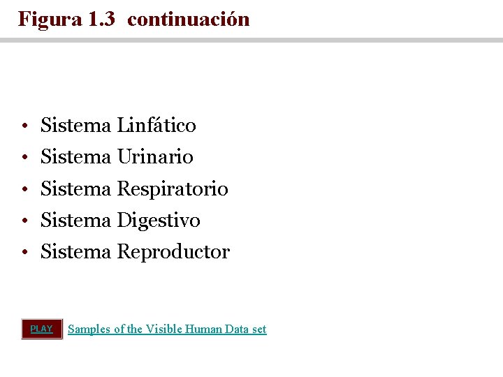 Figura 1. 3 continuación • Sistema Linfático • Sistema Urinario • Sistema Respiratorio •