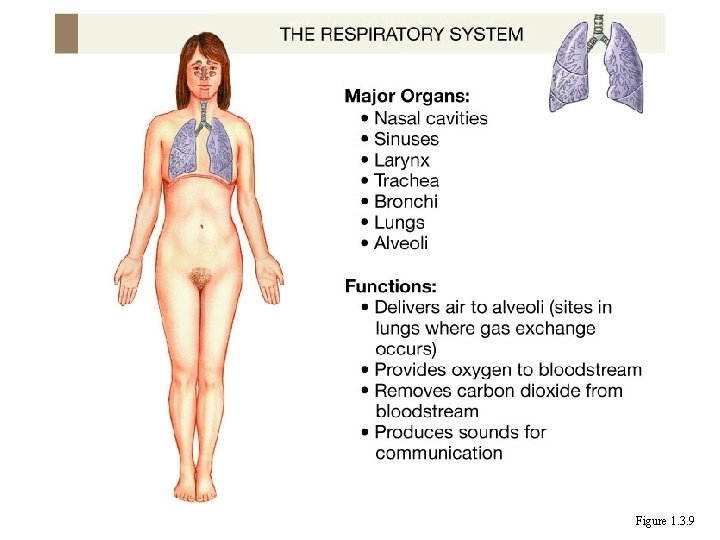 Figure 1. 3. 9 