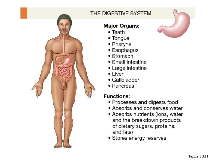 Figure 1. 3. 11 