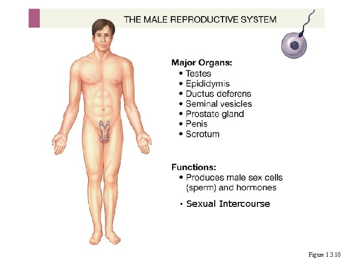  • Sexual Intercourse Figure 1. 3. 10 