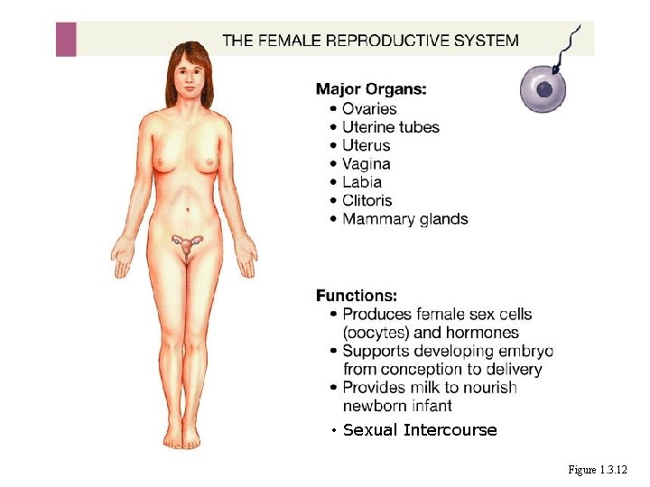  • Sexual Intercourse Figure 1. 3. 12 