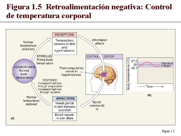 Figura 1. 5 Retroalimentación negativa: Control de temperatura corporal Figure 1. 5 