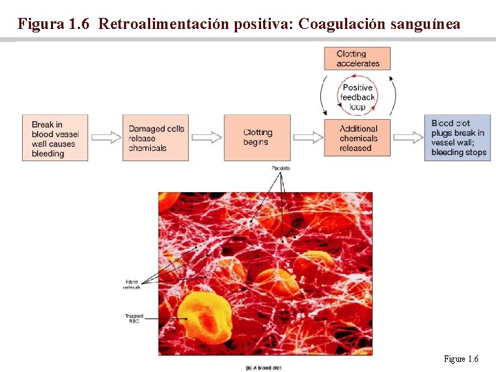 Figura 1. 6 Retroalimentación positiva: Coagulación sanguínea Figure 1. 6 