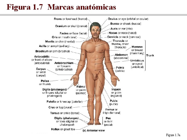 Figura 1. 7 Marcas anatómicas Figure 1. 7 a 