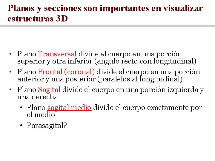 Planos y secciones son importantes en visualizar estructuras 3 D • Plano Transversal divide