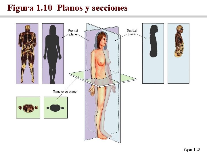 Figura 1. 10 Planos y secciones Figure 1. 10 