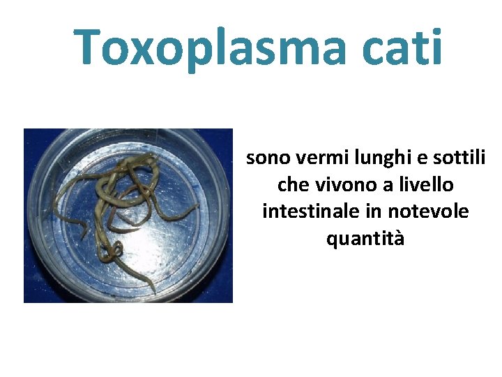 Toxoplasma cati sono vermi lunghi e sottili che vivono a livello intestinale in notevole