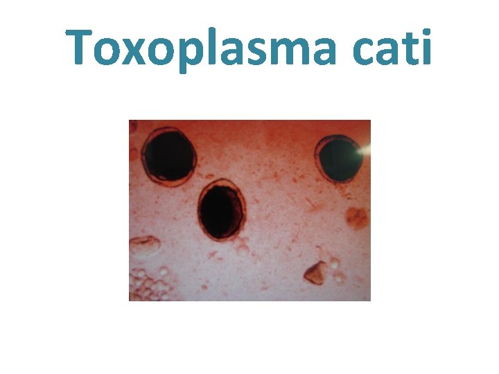 Toxoplasma cati 